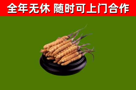 石河子回收冬虫夏草