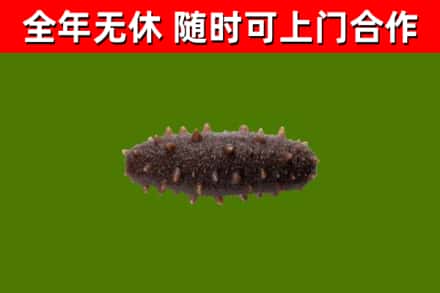 石河子回收海参干